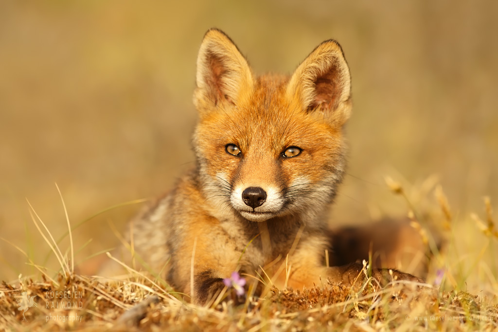 Golden Fox by thrumyeye on DeviantArt Golden Fox by thrumyeye on DeviantArt