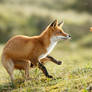 Red Fox in Autumn Mood