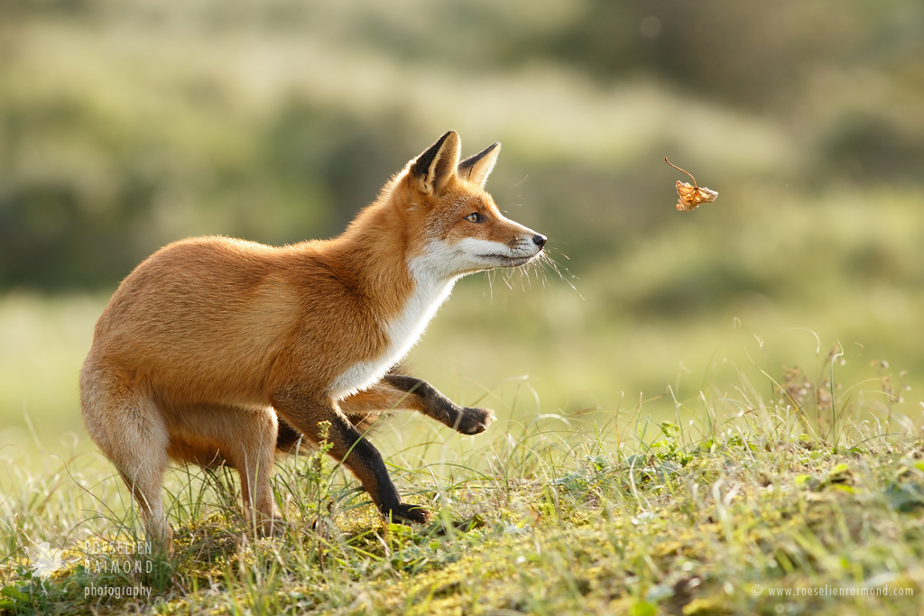 Red Fox in Autumn Mood