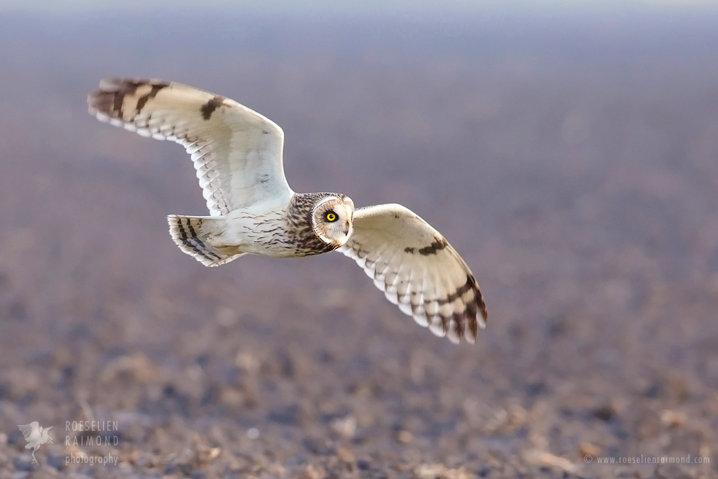 Yay For the Short Eared Owls