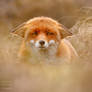 Suspicious Fox