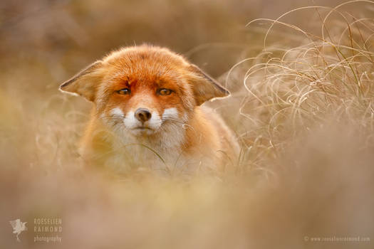 Suspicious Fox