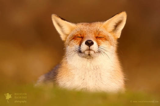 Happy Fox is Happy