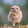 Little Owl Chick