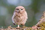 Little Owl Chick by thrumyeye