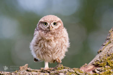 Little Owl Chick