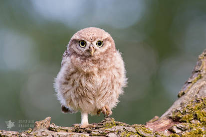 Little Owl Chick