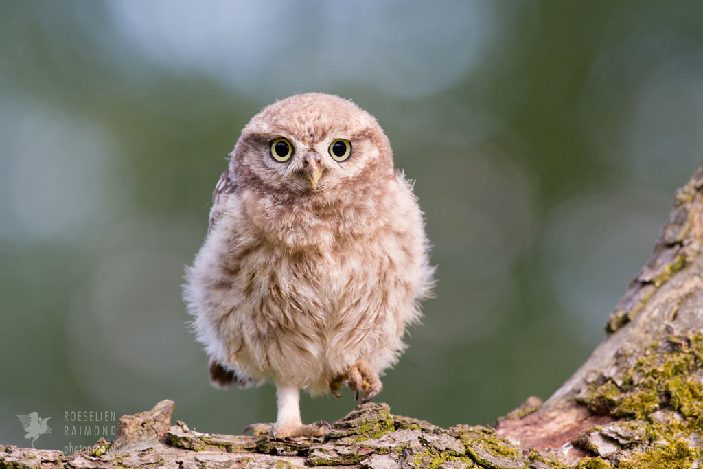 Little Owl Chick