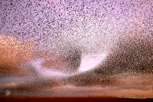 Magic in the Air / Starling Murmuration