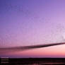 Starling Murmuration