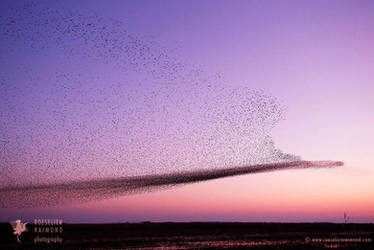 Starling Murmuration