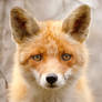 Sad Eyed Fox of the Lowlands