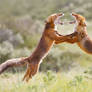 Fox Trot