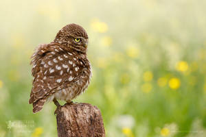 The Thinker by thrumyeye The Thinker by thrumyeye