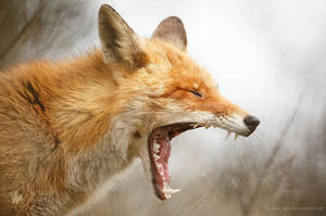 Waaaaaaaaaaaaaaaaaake Up - Yawning Red Fox by thrumyeye