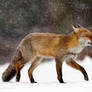 Cold as Ice - Red Fox in a Snow Blizzard