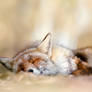 Sleeping Red Fox