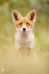 Hungry Eyes - Red Fox Kit