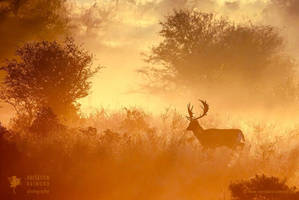 Magical Misty Morning