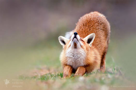 Downward Fox