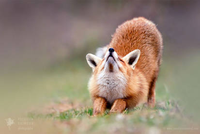 Downward Fox