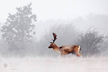 Dreamscape Deer