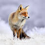 The Red, White and Blue - Red Fox in white wintery