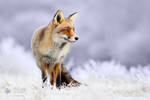 The Red, White and Blue - Red Fox in white wintery by thrumyeye