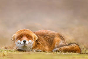Smiling Fox is Smiling