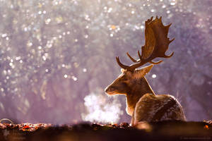 Steamy Stag