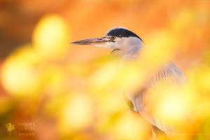 Hidden Heron