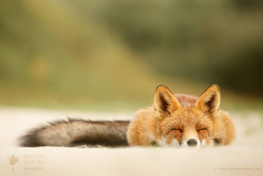 Sleepy Fox is Sleepy....