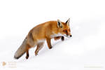 Red Fox In The Snow by thrumyeye