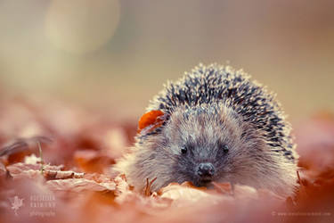 The Happy Hedgehog
