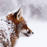 Happy 2017! Red Fox in a Blizzard