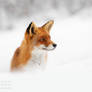 Red Fox in the Snow