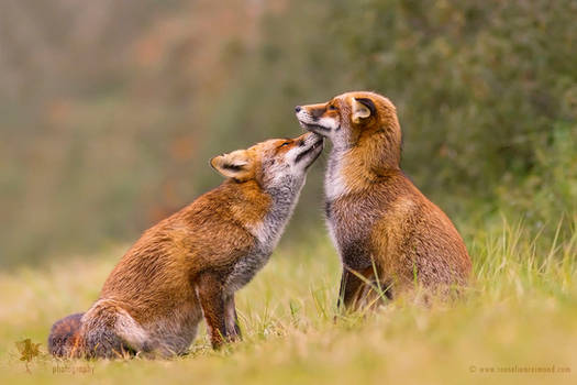 Foxy Love