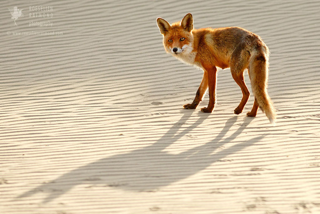 Red Fox Chased by its Shadow