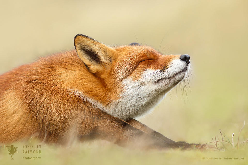 Lazy Fox is Lazy