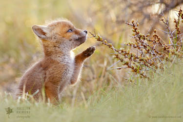 Baby Fox