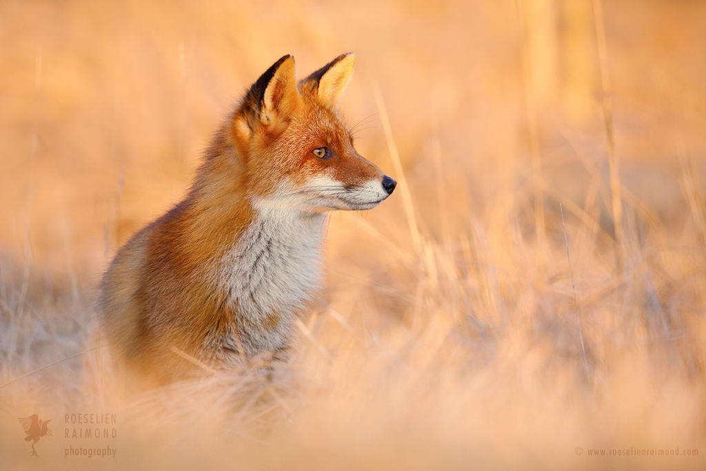 Focused Fox by thrumyeye