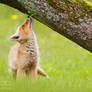 Red fox baby expolring this brand new world