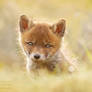 Cute Baby Fox