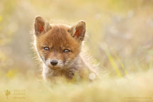 Cute Baby Fox