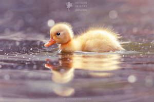 Cute Power - Yellow Duckling by thrumyeye