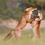 Agreeing to Disagree - Fox Fight