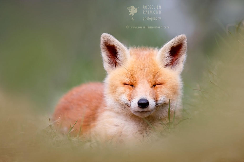 Zen Fox Kit by thrumyeye Zen Fox Kit by thrumyeye