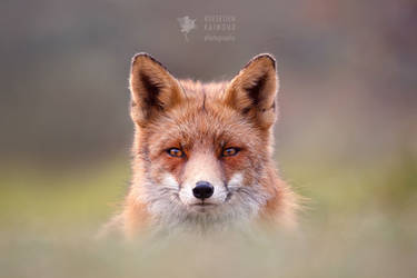 Fantastic Mr. Fox by thrumyeye