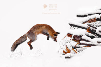 Red Fox Jumping - Feature at Discovery Channel!