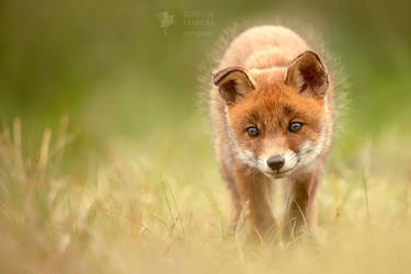 Cute Fox Kit